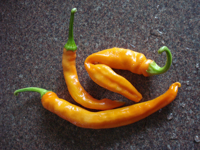 Orange Cayenne Peppers (2009, Aug.31) - Peppers Chili_Ardei Iuti