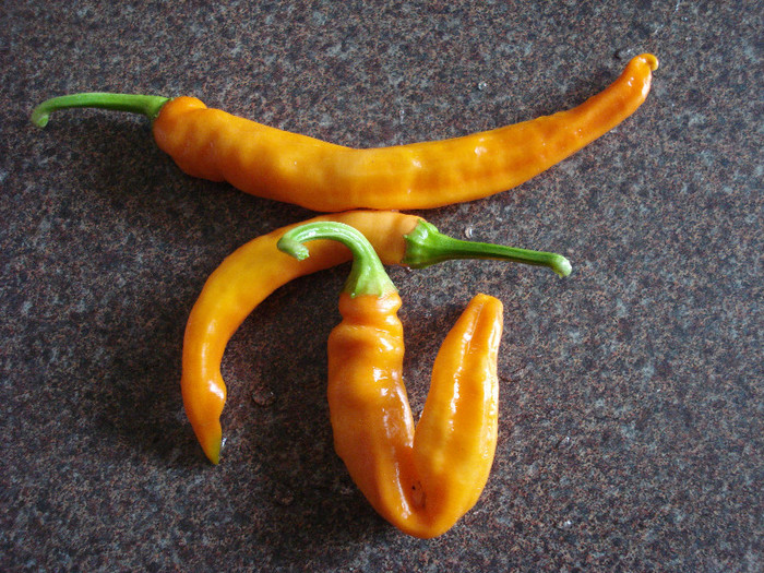 Orange Cayenne Peppers (2009, Aug.31) - Peppers Chili_Ardei Iuti