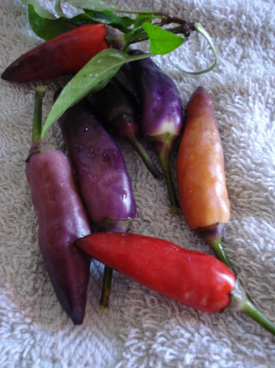 Black Chili Peppers (2009, Sep.02) - Peppers Chili_Ardei Iuti