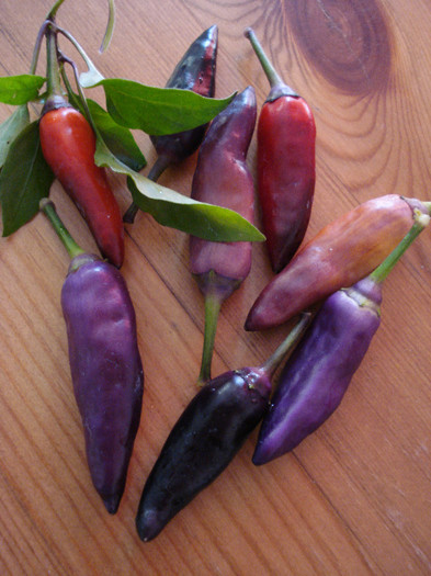 Black Chili Peppers (2009, Sep.02)