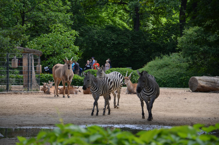  - Zoo Berlin