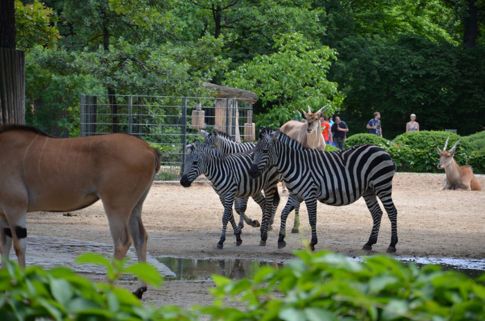 zebre - Zoo Berlin