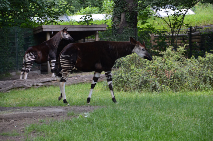 ? - Zoo Berlin