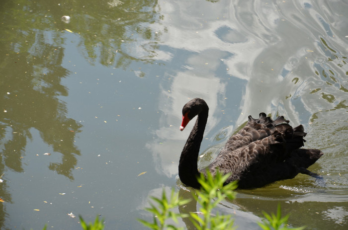 lebada - Zoo Berlin