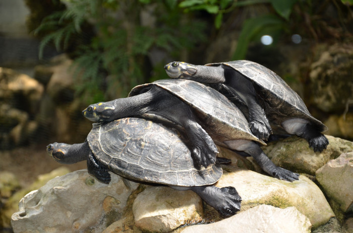 menage a trois - Zoo Berlin