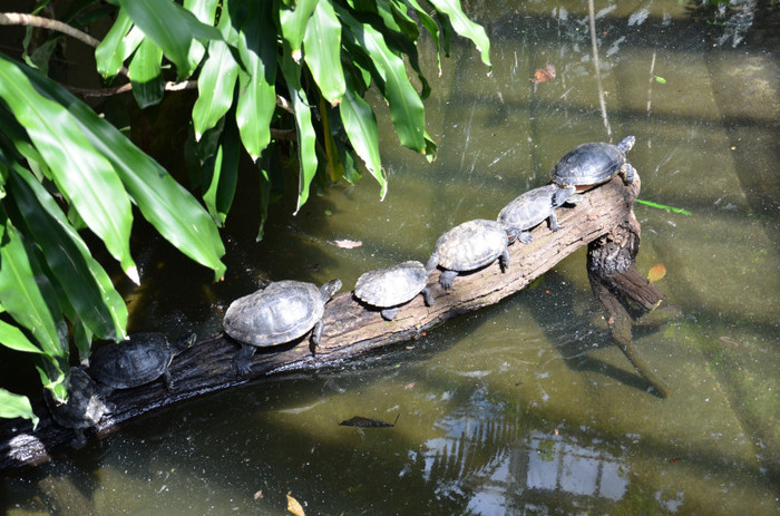 trenuletul - Zoo Berlin