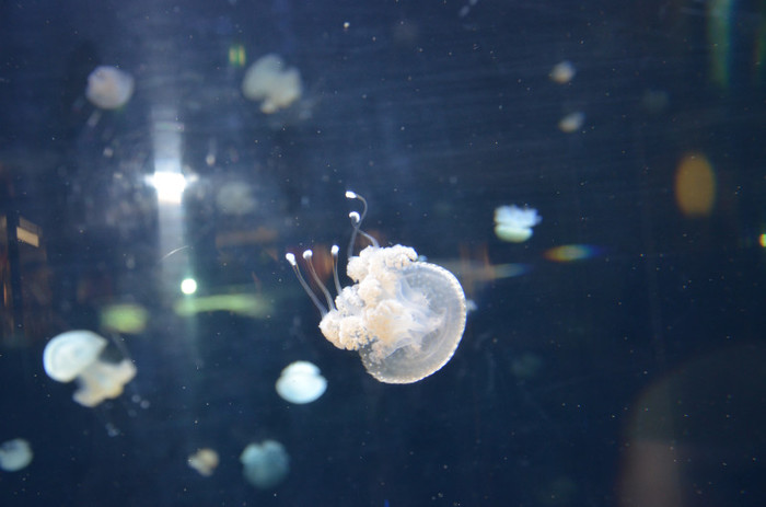 meduze - Zoo Berlin