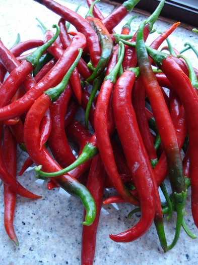 Tokyo Hot Peppers (2009, September 02)