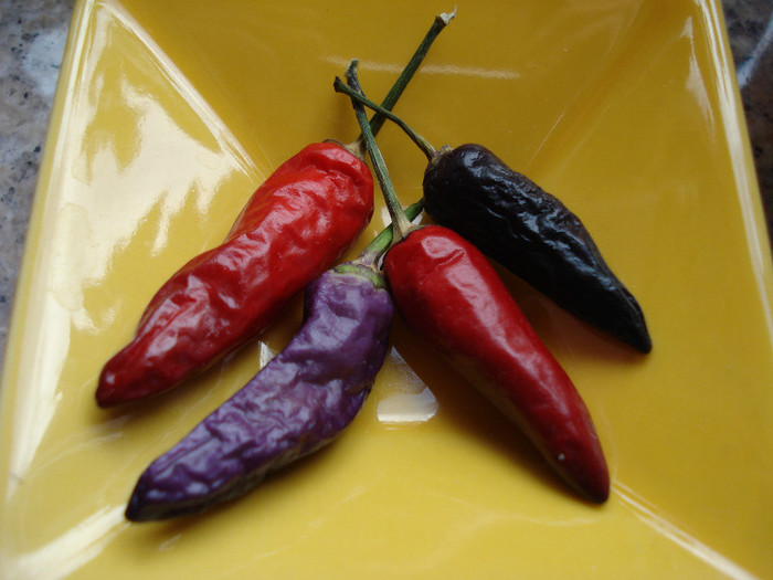 Black Chili Peppers (2009, Sep.11) - Peppers Chili_Ardei Iuti