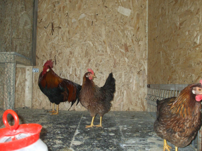 DSCF2660 - italiana potarnichie 2013