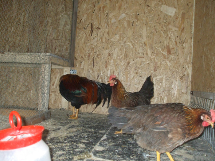 DSCF2667 - italiana potarnichie 2013