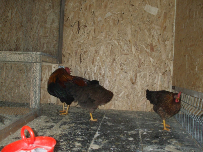 DSCF2672 - italiana potarnichie 2013