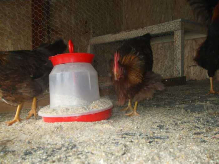 DSCF2675 - italiana potarnichie 2013