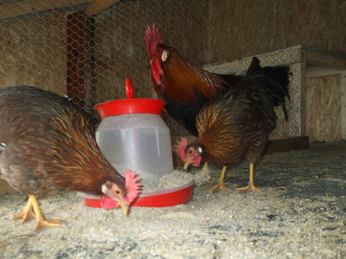 DSCF2676 - italiana potarnichie 2013