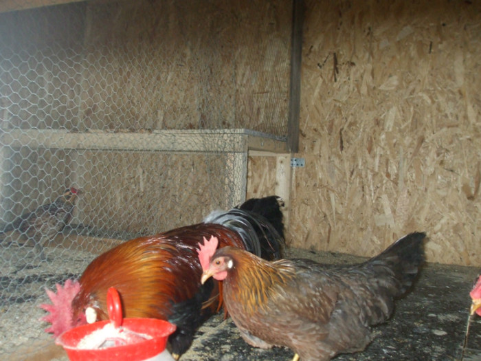 DSCF2679 - italiana potarnichie 2013