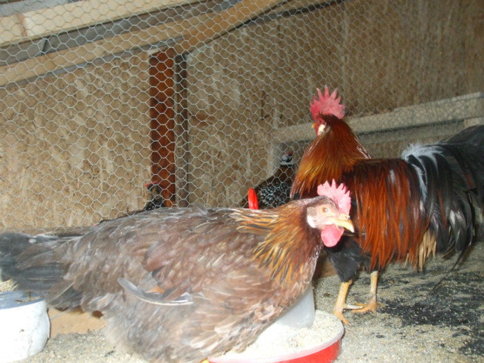 DSCF2685 - italiana potarnichie 2013