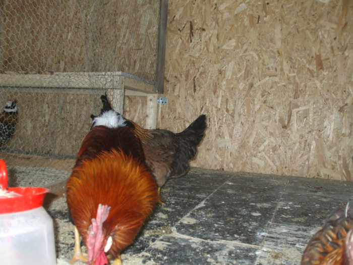 DSCF2687 - italiana potarnichie 2013