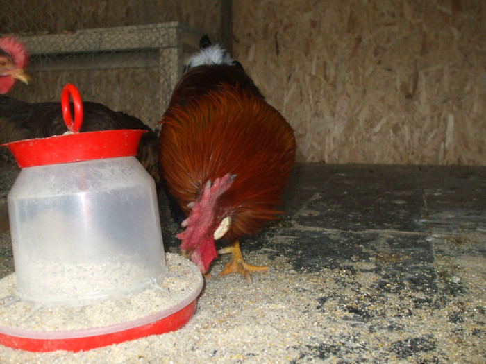 DSCF2688 - italiana potarnichie 2013