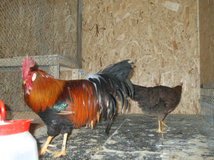 DSCF2693 - italiana potarnichie 2013