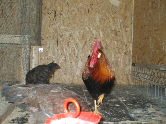 DSCF2698 - italiana potarnichie 2013