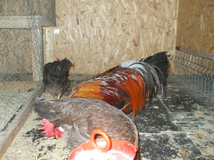 DSCF2699 - italiana potarnichie 2013