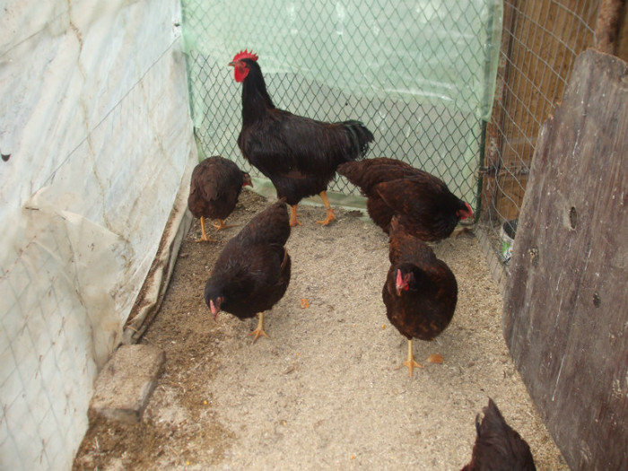 DSCF2592