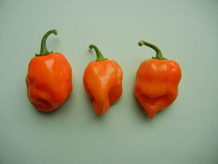 Orange Habanero Peppers (2011, Sep.09) - Peppers Chili_Ardei Iuti