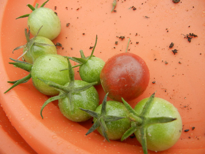 Black Cherry Tomatoes (2012, Oct.14) - Tomatoes Cherry_Rosii Cherry