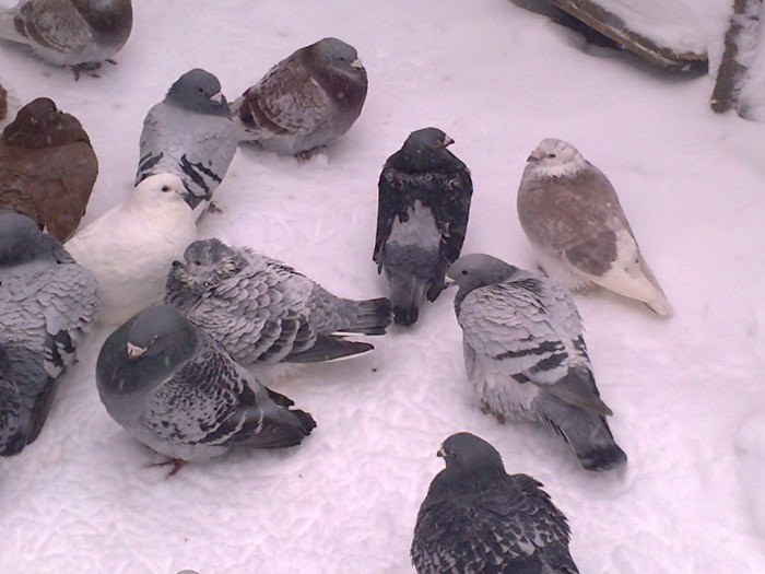 si ei la zapada - 6- poze porumbei iarna 2013 ianuarie