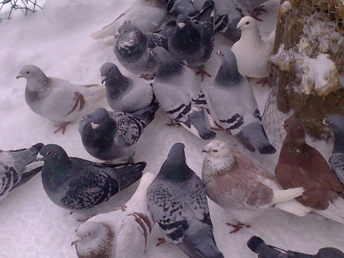 si ei la zapada - 6- poze porumbei iarna 2013 ianuarie