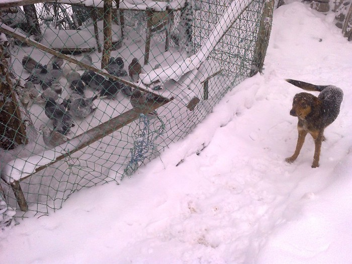 roza in inspectie pa la porumbei sa vada cum sta treaba - 7- poza porumbeilor roza si toby