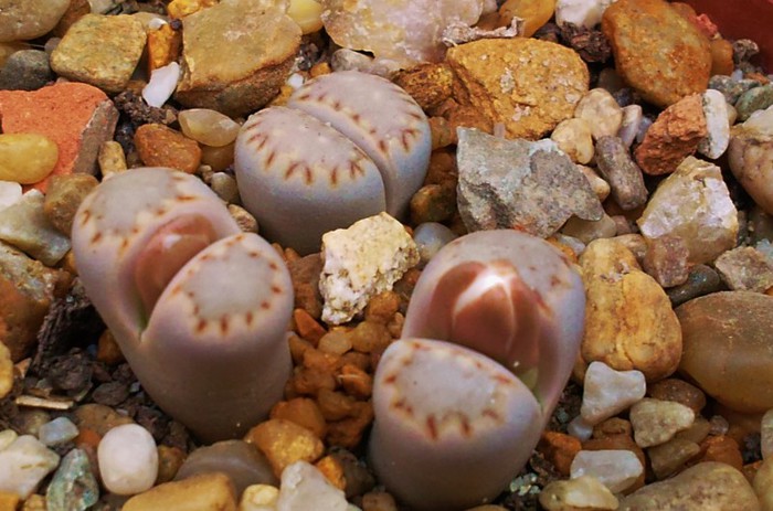 Lithops julii ssp fulleri - Lithops julli ssp fulleri