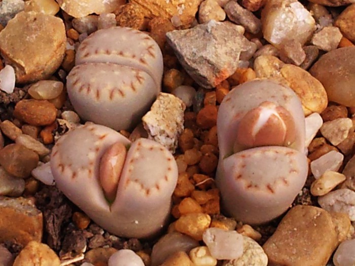 Lithops julii ssp fulleri - Lithops julli ssp fulleri