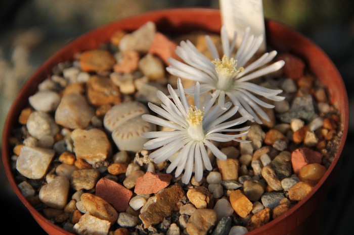 Lithops julii ssp fulleri - Lithops julli ssp fulleri