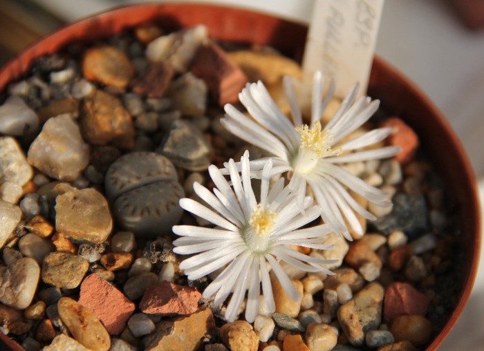 Lithops julii ssp fulleri - Lithops julli ssp fulleri