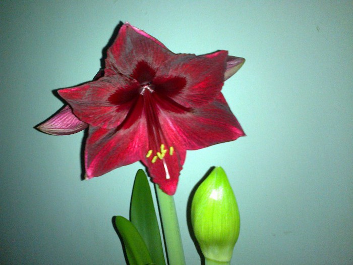 25012013742 - 2013 Amaryllis