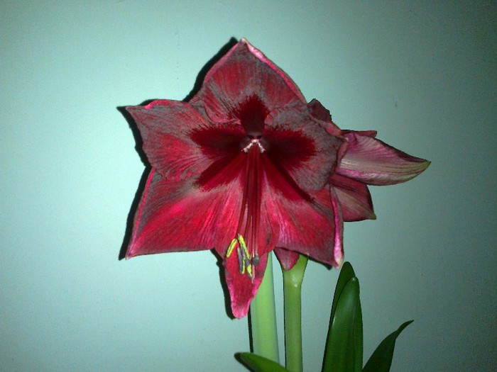 25012013741 - 2013 Amaryllis