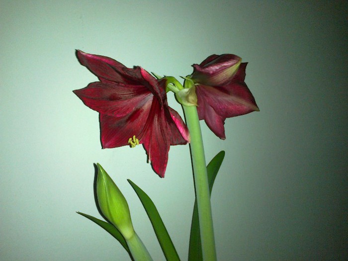 25012013737 - 2013 Amaryllis