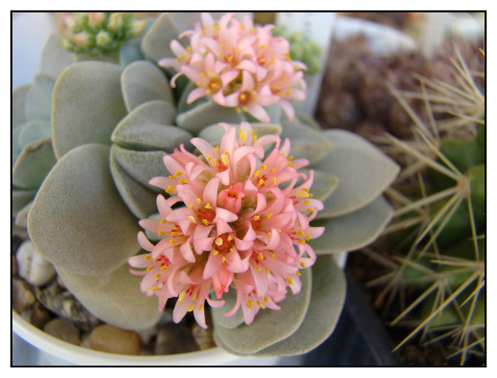 Crassula Morgan Beauty - xerofite