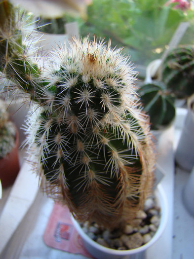 Echinocereus pectinatus1 - xerofite