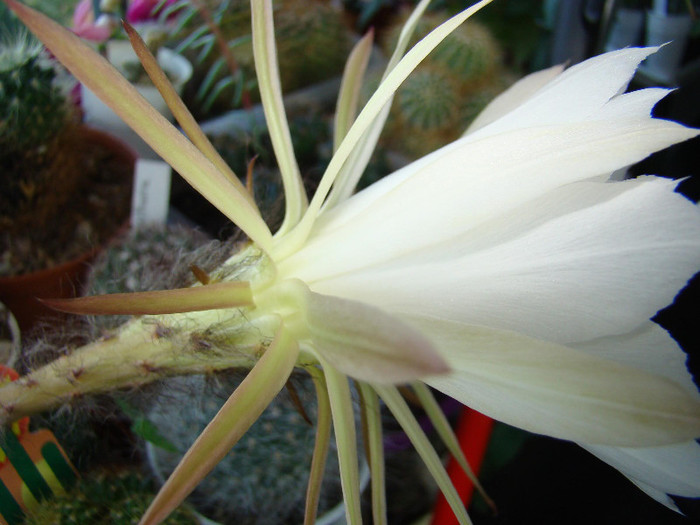 Echinopsis subdenudatum1 - xerofite