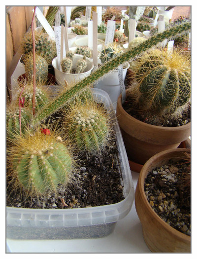 Eriocactus magnificus - xerofite