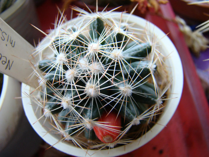 Fruct de cactus