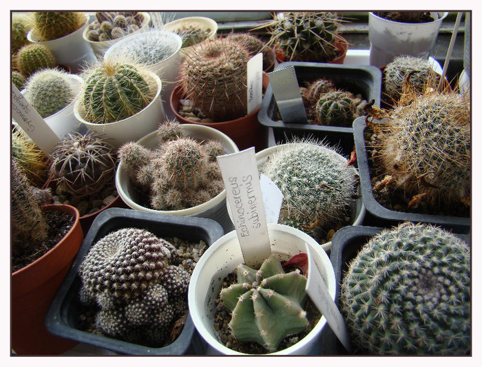 grup de cactusi 2 - xerofite