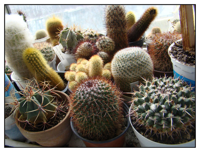 Grup de cactusi - xerofite