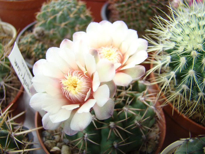 Gymnocalycium baldianum1