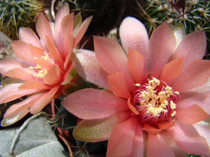 Gymnocalycium baldianum