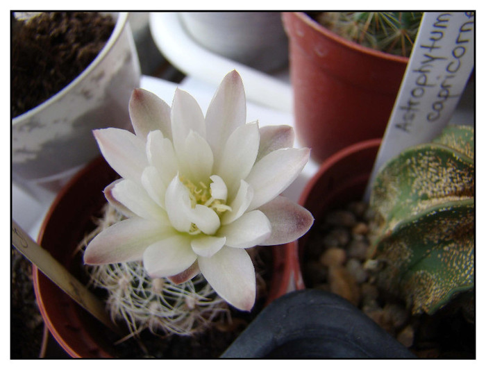 Gymocalycium bruchii