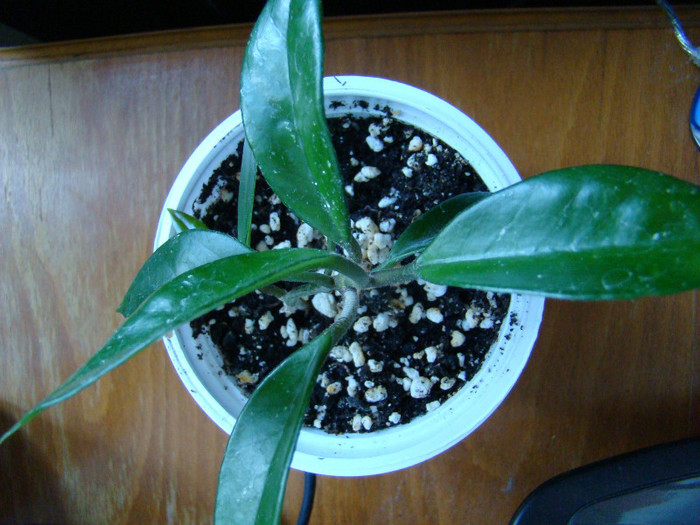Hoya cornosa - xerofite