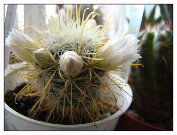 Mammillaria cowperae